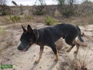 Male Blue Heeler Listing Image
