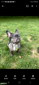 MERLE ONE BLUE EYE FRENCH BULLDOG  Listing Image
