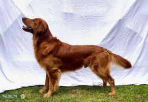 Red Field Golden Retriever Listing Image