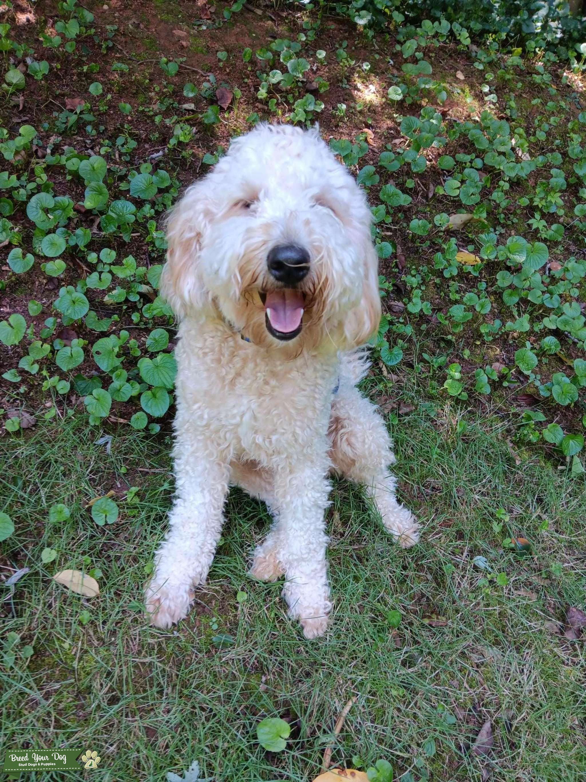 Mini Goldendoodle fib stud 750 Stud Dog in , the United