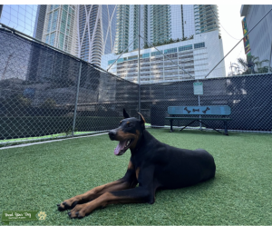 European Doberman, pure breed in the best shape $1000 Listing Image