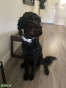 F1B1 Male goldendoodle  Listing Image