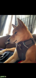 Female Shiba Inu/Bitch In Heat Listing Image