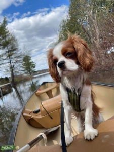 Wisconsin Cavalier Stud Available  Listing Image