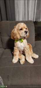 American Cocker Spaniel  Listing Image