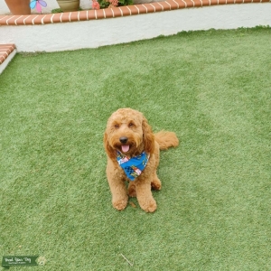 Charlie the Goldendoodle Listing Image