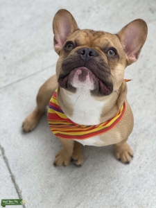 Beautiful triple carrier French Bulldog Listing Image