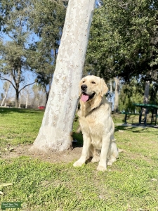 English and American Pure Breed Listing Image