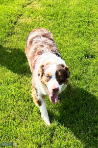 AKC Red Merle Mini American Shepherd Stud Listing Image