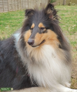 Tri colour female rough collie  Listing Image