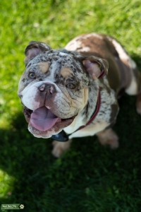 Merle tri  Listing Image