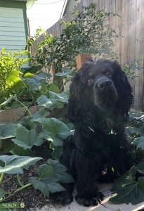 Handsome English Cocker Spaniel Listing Image