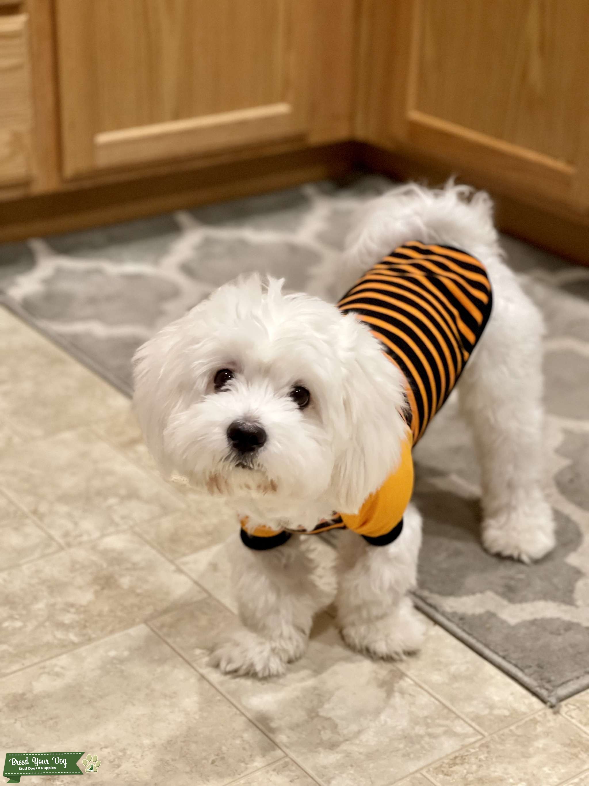 Super cute, clownish, snow white Coton De Tulear Stud Stud Dog in