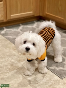 Super cute, clownish, snow white Coton De Tulear Stud Listing Image
