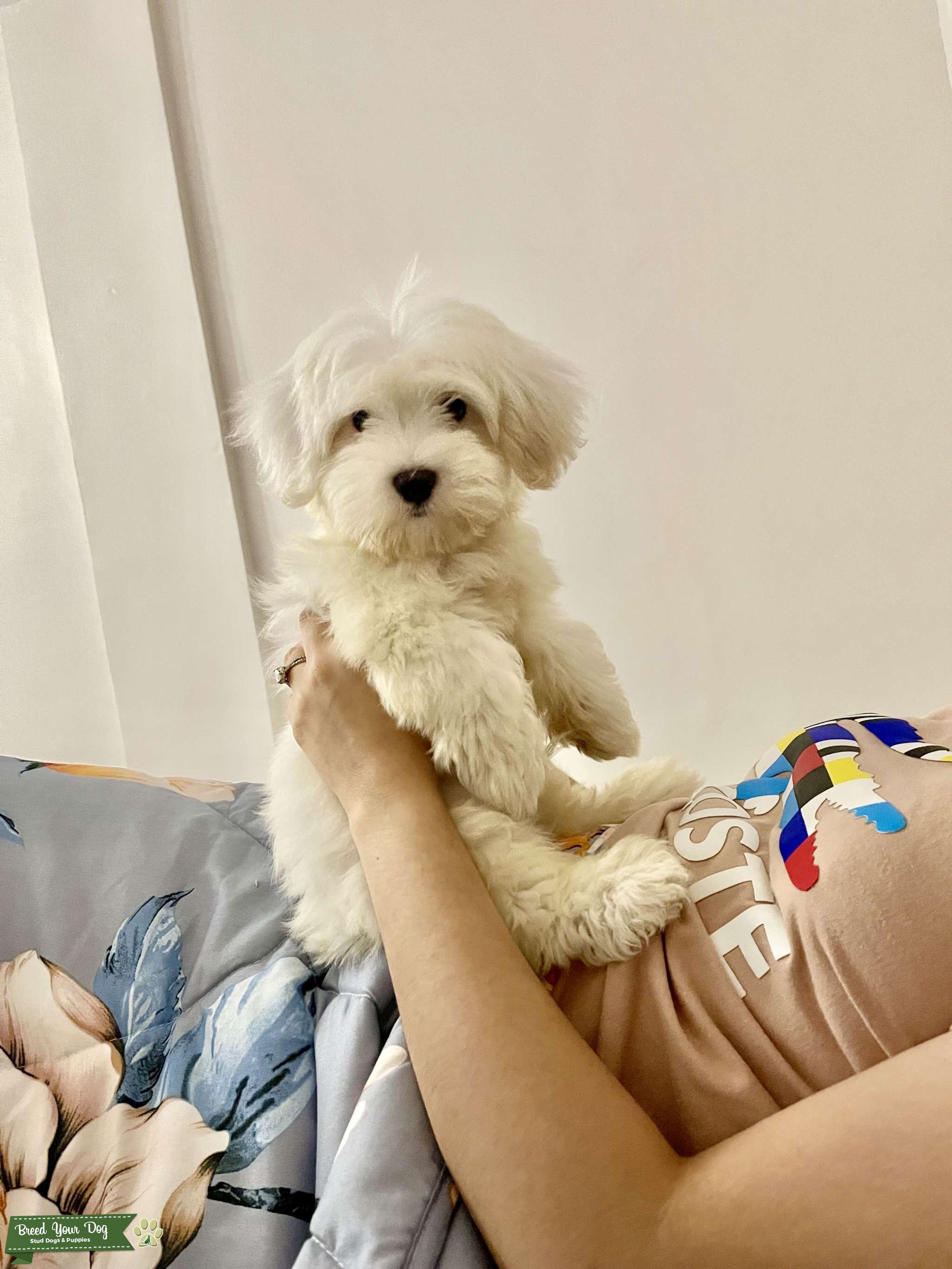 Super cute, clownish, snow white Coton De Tulear Stud Stud Dog in