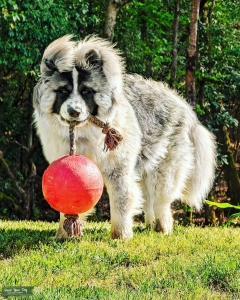 Akita (rare long hair variant) Listing Image