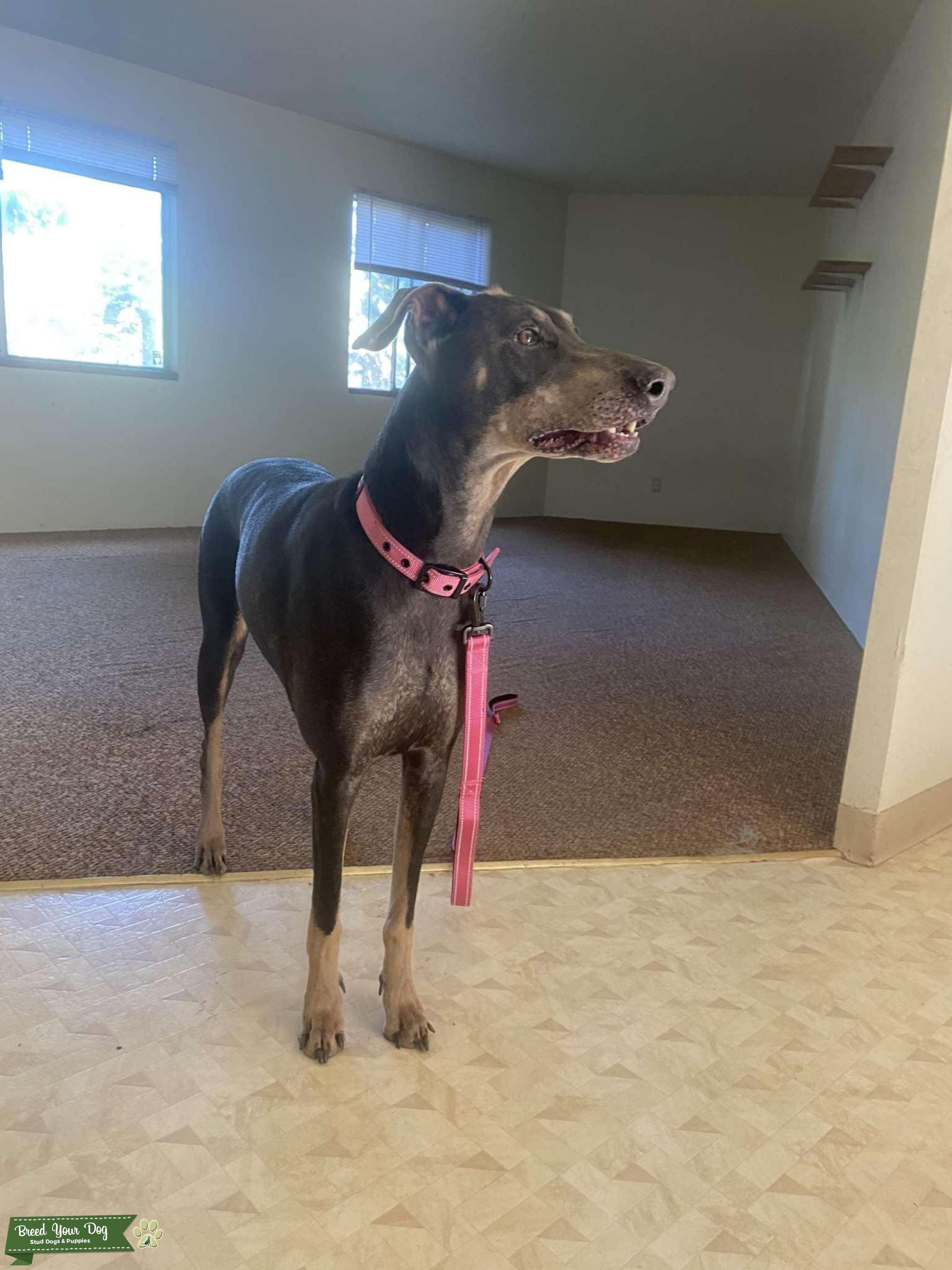 Doberman Pinsher Stud Dog in Washington , the United States Breed