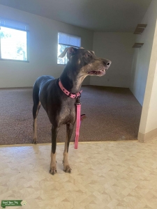 Doberman Pinsher  Listing Image
