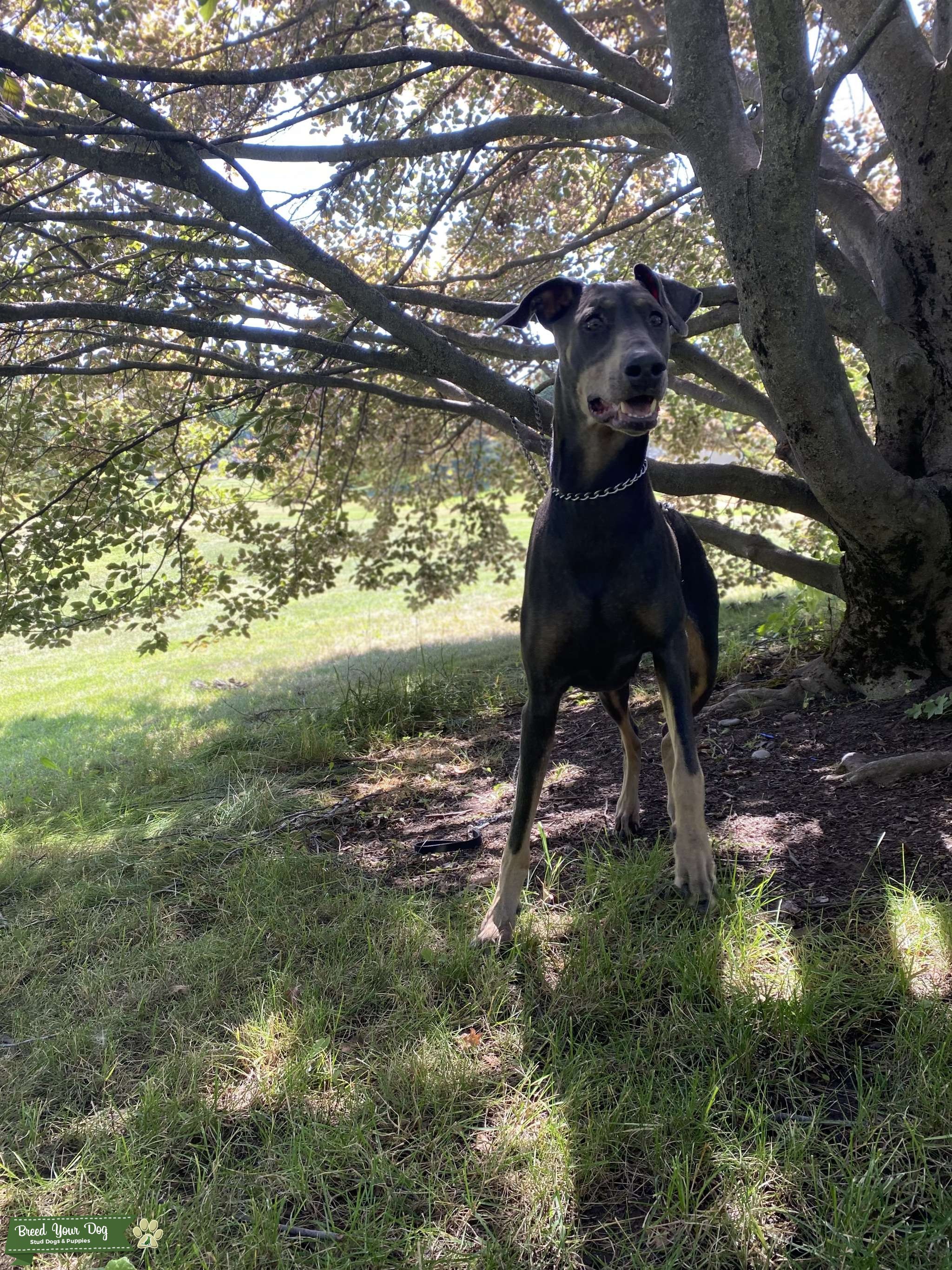 Doberman Pinsher Stud Dog in Washington , the United States Breed