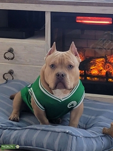 Beautiful Fawn Colored American bully Aka Pocketbully  Listing Image