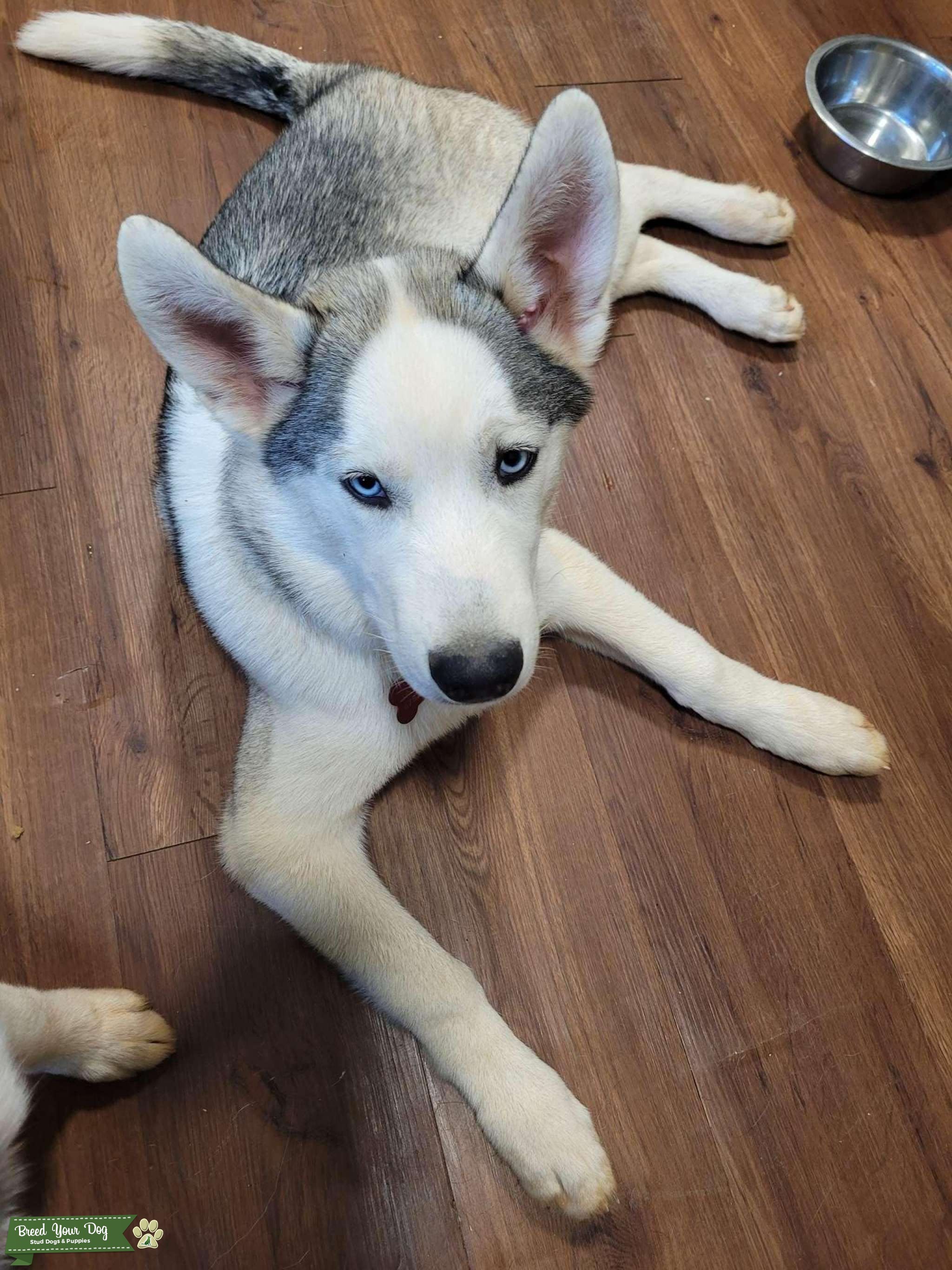 Siberian Husky Stud Dog in Stone Mountain Ga, the United States