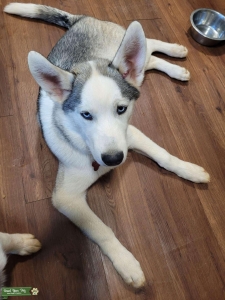 Siberian Husky  Listing Image