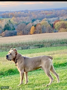 Beautiful Fawn Cane Corso Listing Image