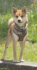 Shiba Inu Stud Listing Image
