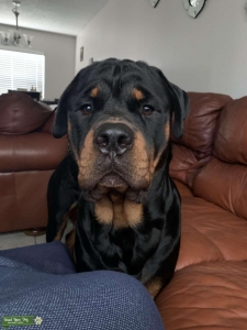 Male AKC Purebred Rottweiler Stud Listing Image