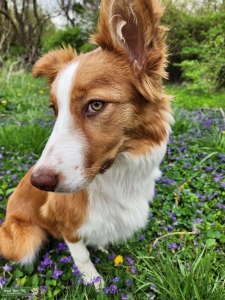 Border collie sable girl Listing Image