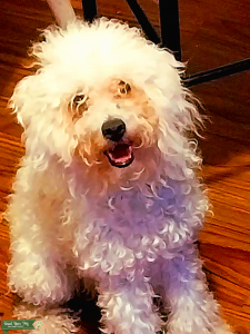 White mini poodle stud,11 months  Listing Image