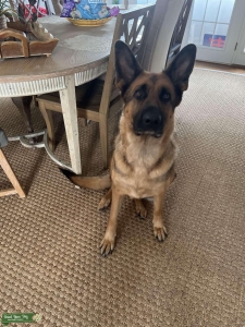 Female dog looking for stud  Listing Image
