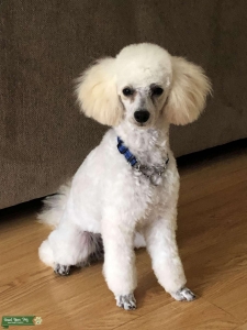 White/Cream  Toy Poodle Listing Image