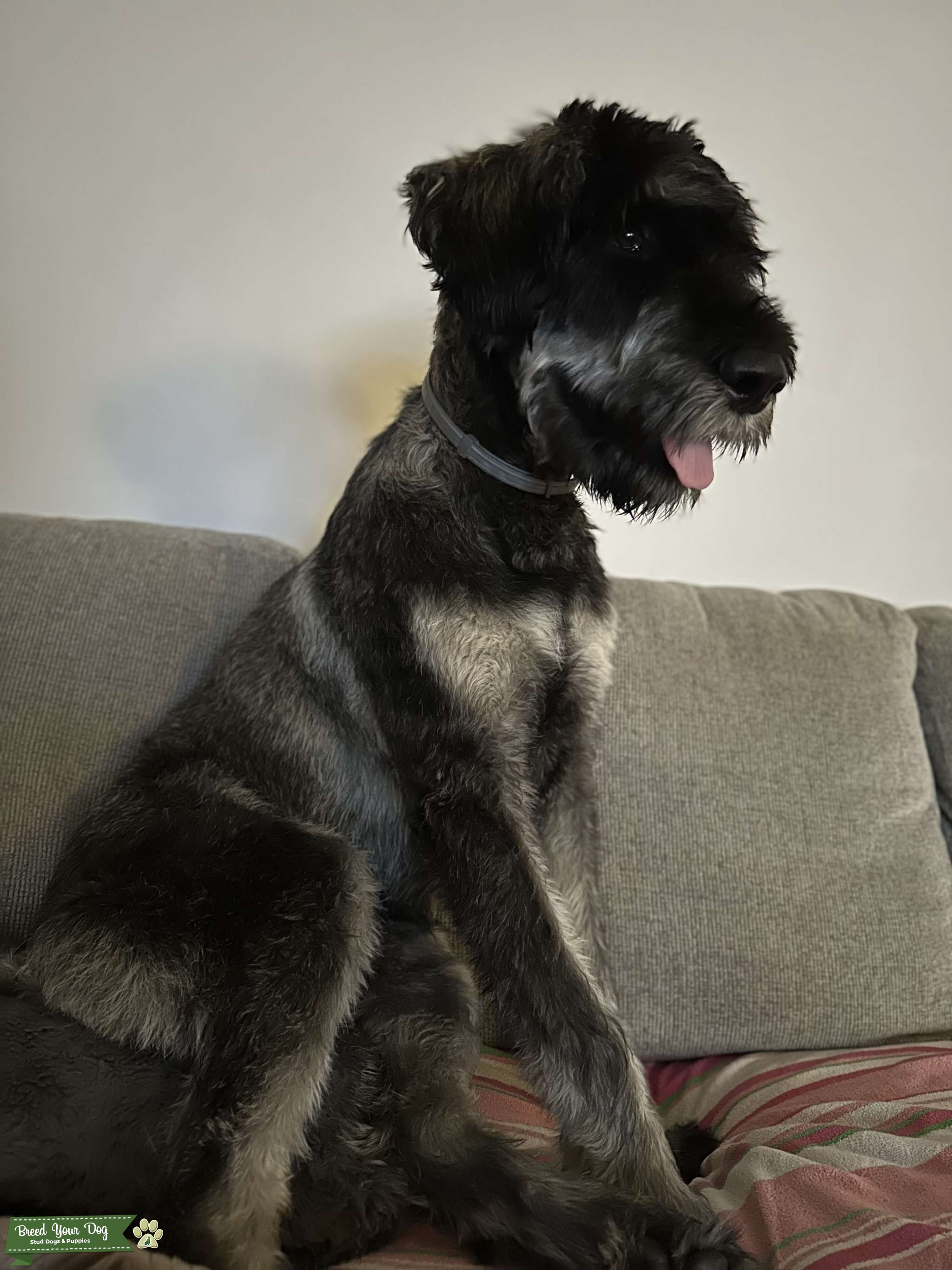 Giant Schnauzer Salt & Pepper Puppy Stud Stud Dog in New York , the United States Breed Your Dog