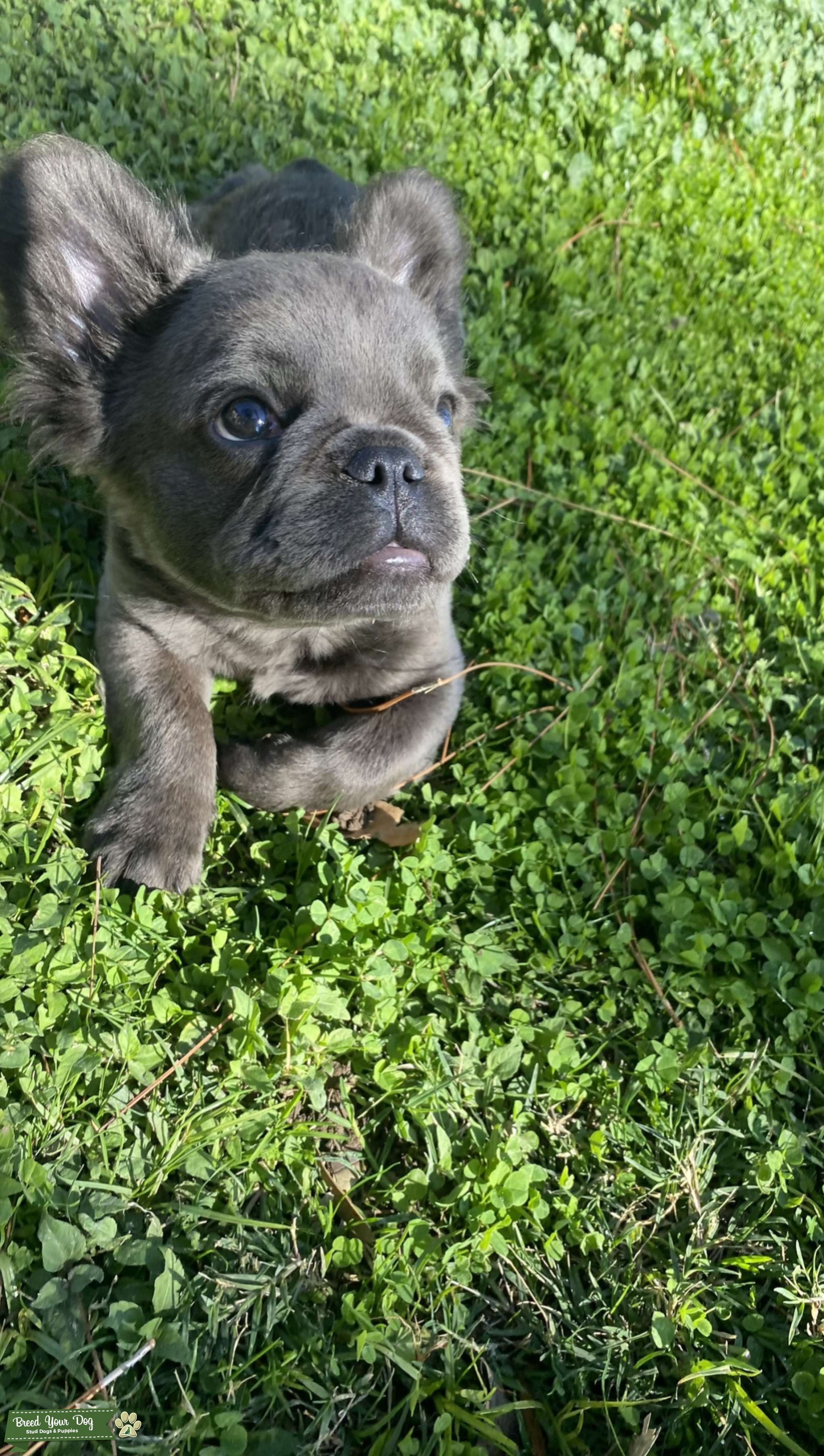 Blue Fluffy Frenchie Louie The Fluffy Stud Dog in Phoenix/San Diego