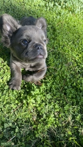 Blue Fluffy Frenchie - Louie The Fluffy Listing Image