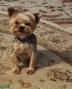 Lovable Yorkie Listing Image