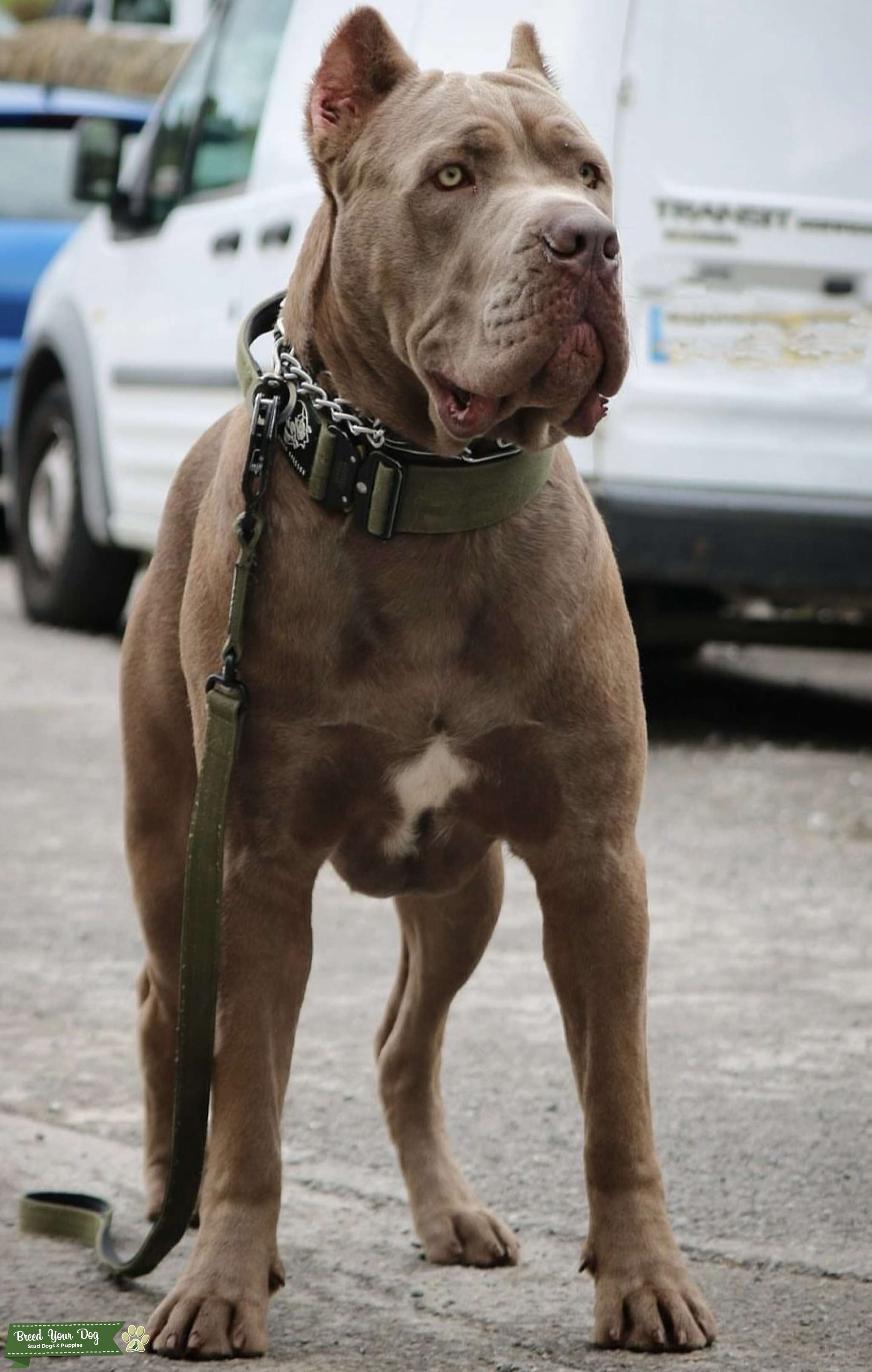 Hip & elbow scored male for stuf Stud Dog in Manchester , the United