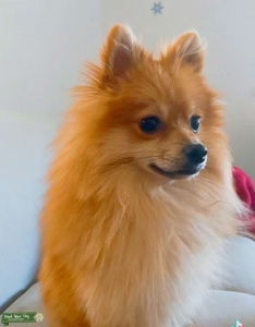 Pomeranian  Listing Image
