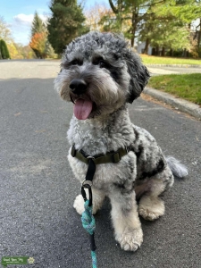 Stud Mini Goldendoodle 27lbs Listing Image