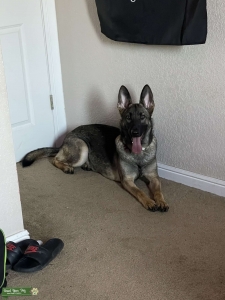 Female German Shepherd  Listing Image