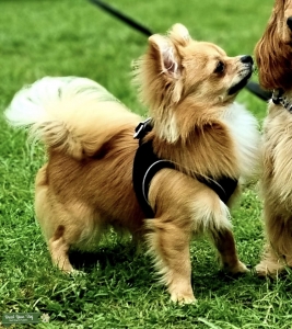 Fluffy Orange Chihuahua Listing Image