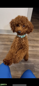 AKC Red Toy/Mini Teddy Bear Face Purebred Poodle  Listing Image