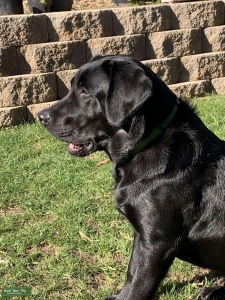 Handsome Black English labrador Listing Image