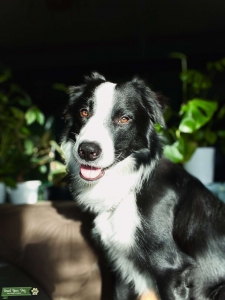 Stud ready for puppies Listing Image
