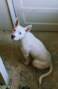 Pit Heeler Listing Image