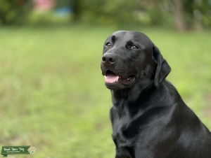 Sweetest Black Lab Listing Image