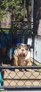 Tri color bulldog stud Listing Image