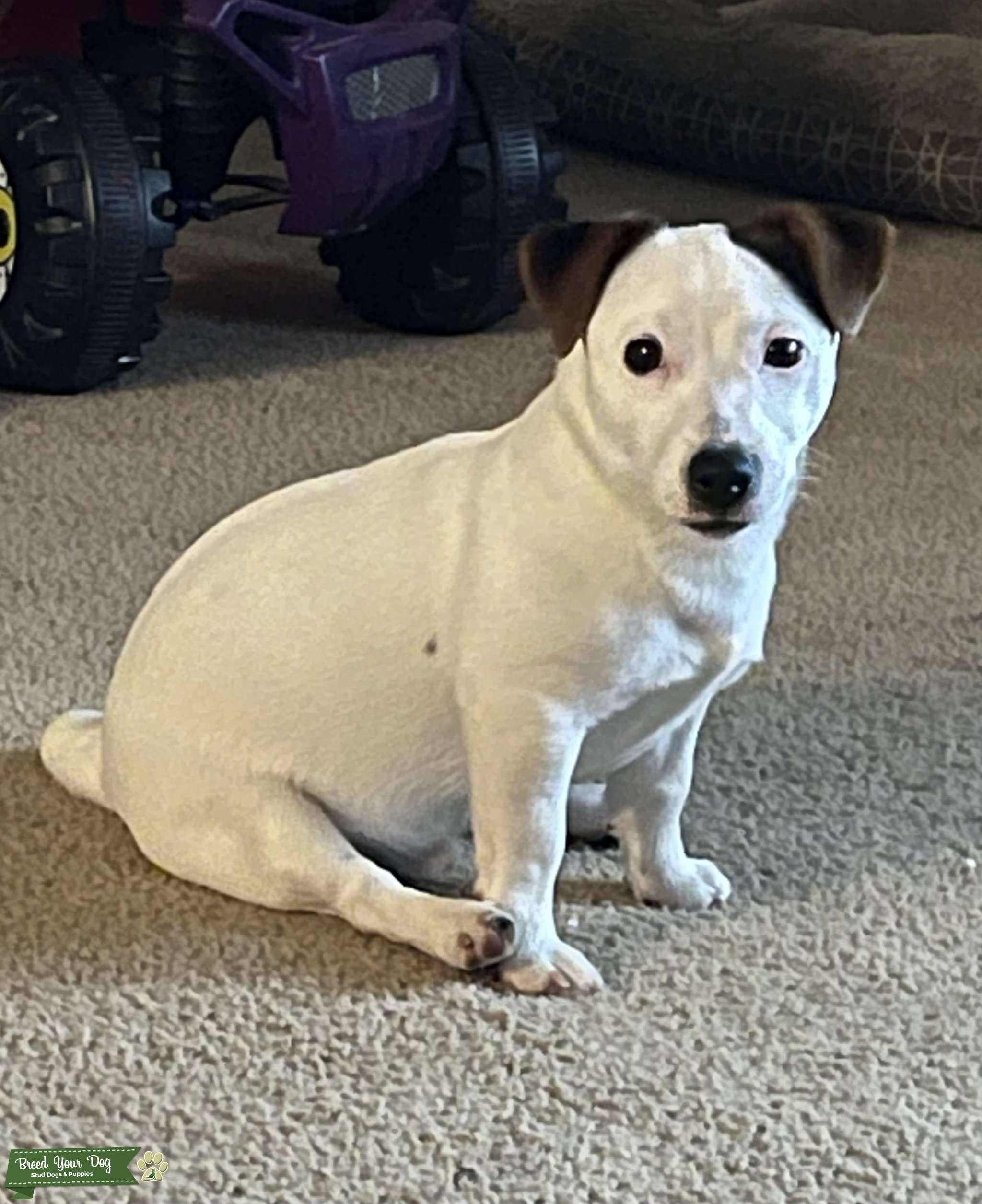 Jack Russell Shorty Stud Stud Dog in the United States