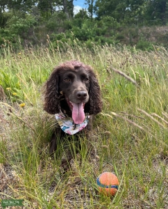 Beautiful bitch (female) chocolate cocker spaniel looking for Stud dog to mate Listing Image